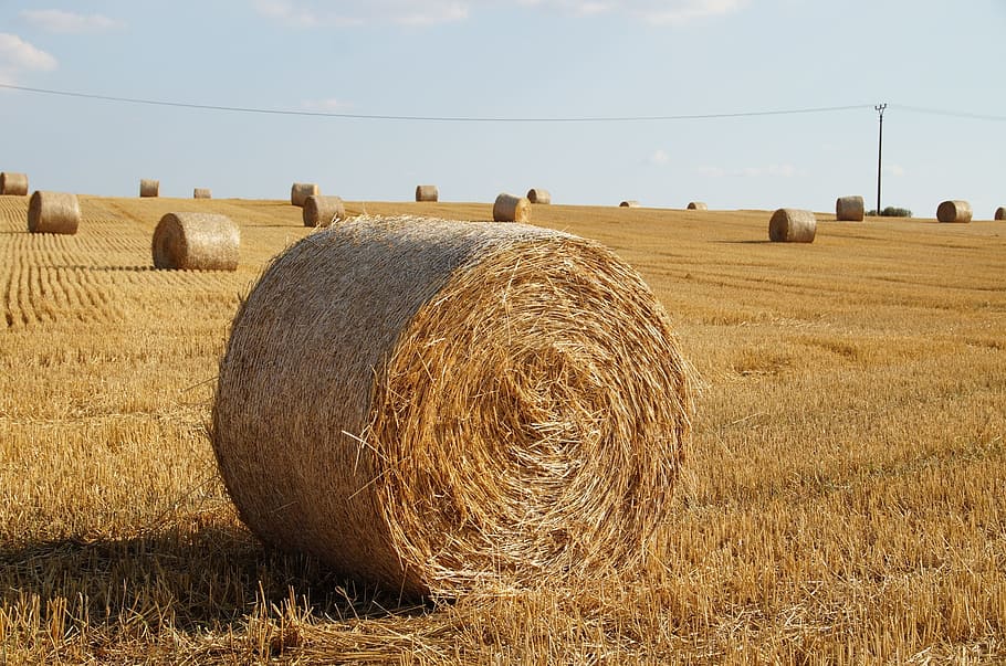 straw, bale of straw, field, harvest grain, lany, bale, hay, agriculture, farm, landscape