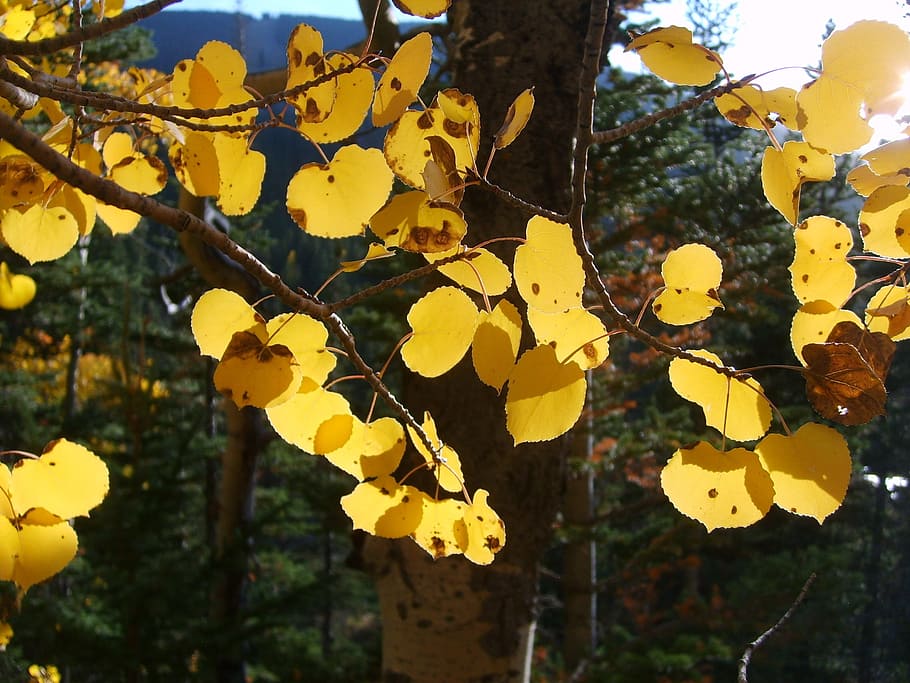aspen, trees, leaf, leaves, yellow, october, november, fall, autumn, background