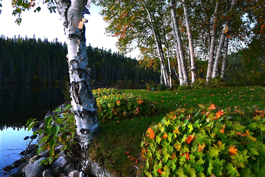 paisagem, outono, natureza, árvores, vidoeiro, floresta, lago, ramos, madeira, folhas