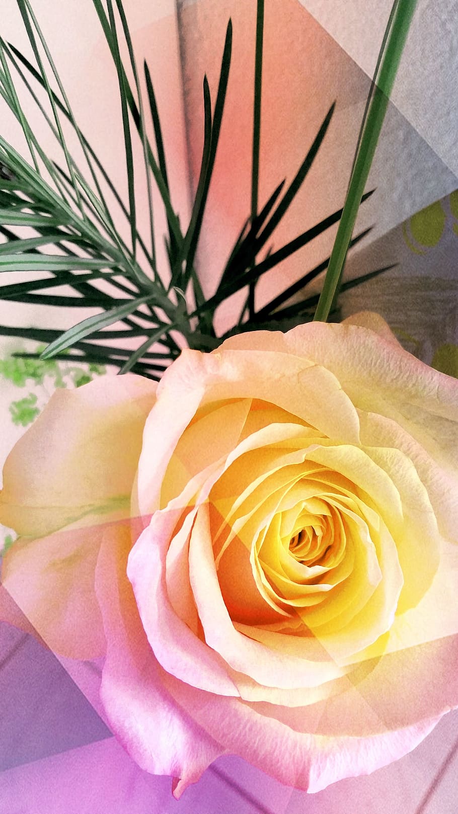 rose-flowers-yellow-love.jpg