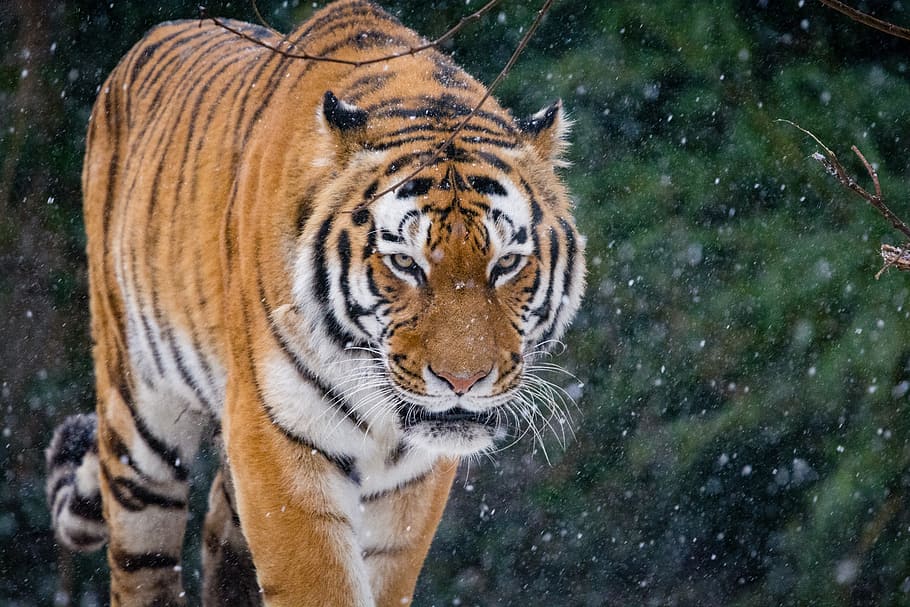 Tigre siberiano, tigre adulto durante el día, tigre, temas animales, gato grande, fauna animal, felino, un animal, animal, mamífero