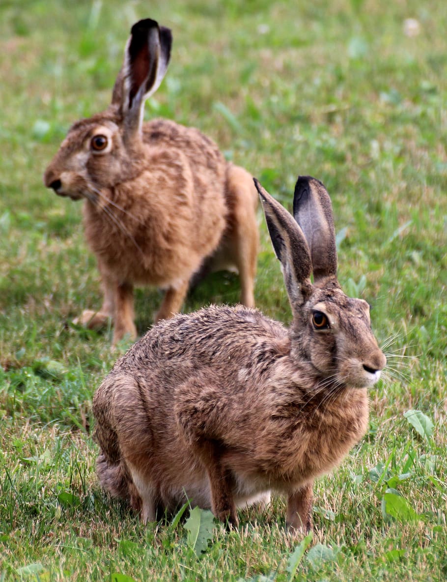 two, brown, rabbits, green, grass, daytime, hare, animal, nature, bunny
