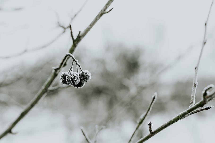 snowy, trees, Close-ups, closeup, leaves, tree, pine, twig, branch, frost