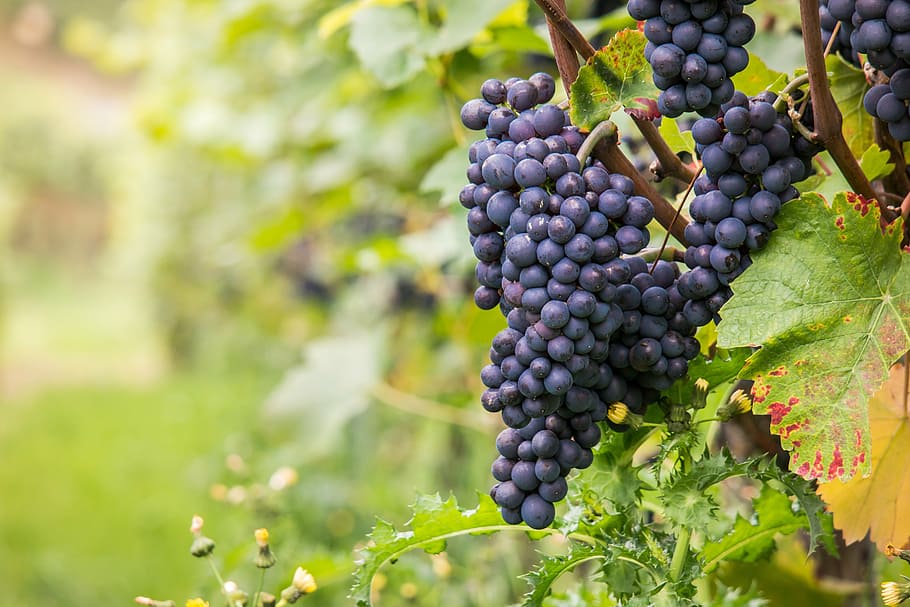 planta de uva, dia, vinho, uvas, pinot noir, videira, folha, outono, verde, vermelho