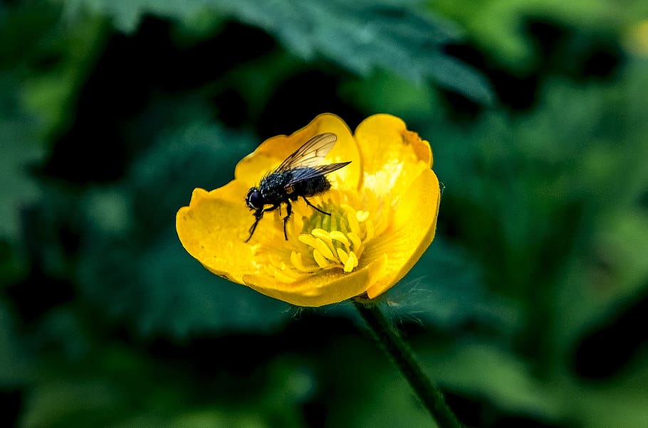 flower, buttercup, yellow, summer, outdoors, bloom, nature, fly, insect, wings