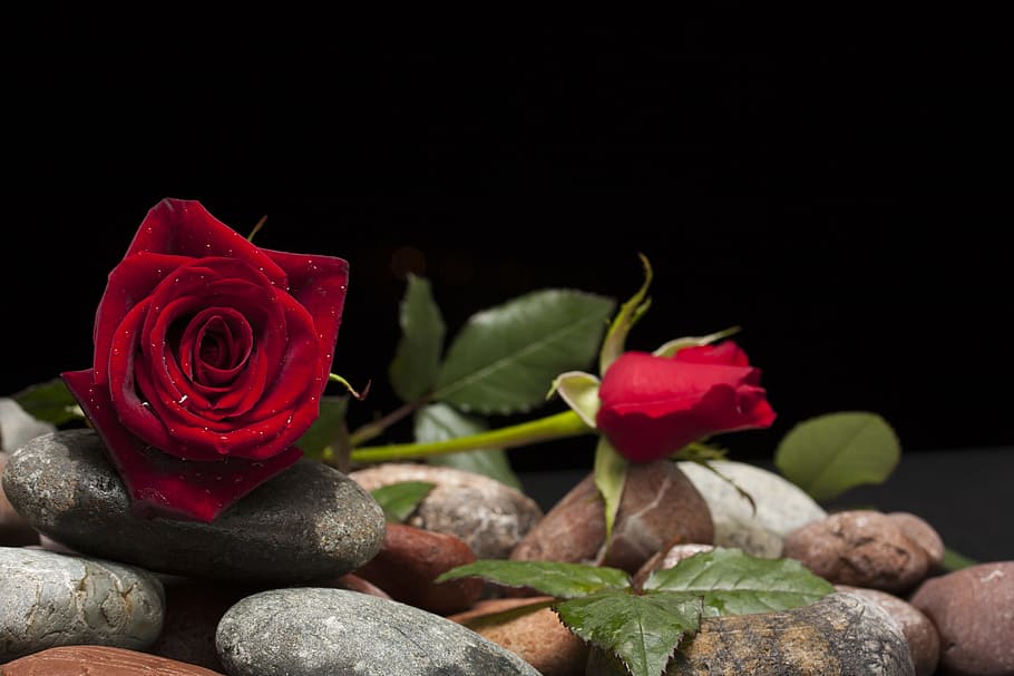shallow, focus photo, red, roses, two red roses, on stones, rose, love, flower, nature