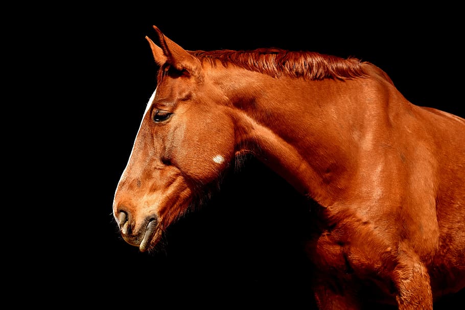 brown horse, horse, brown, portrait, beautiful, animal, wildlife photography, animal world, animal portrait, one animal
