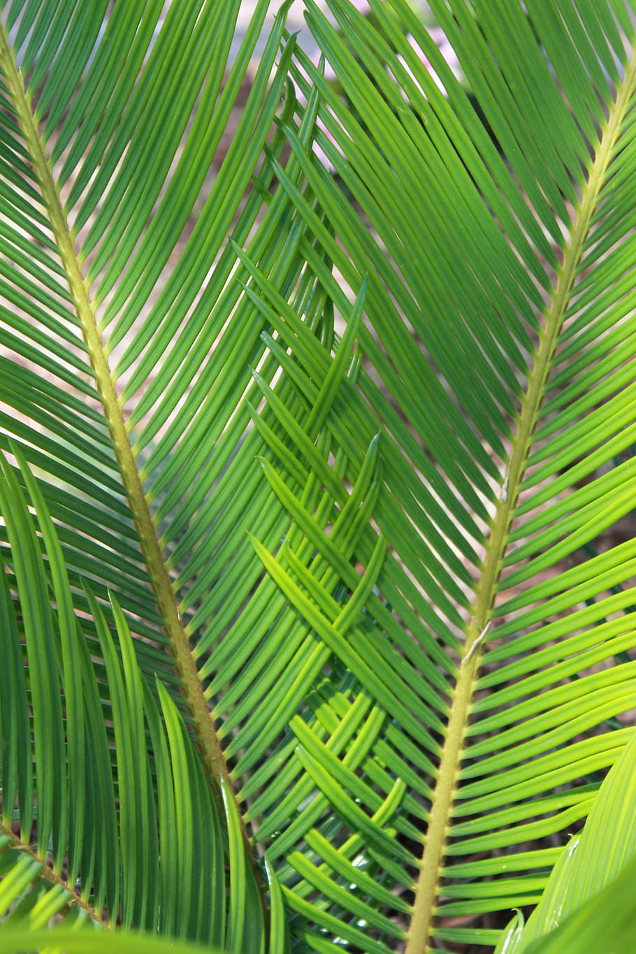 sago, palm, nature, plant, fern, leaf, green color, growth, plant part, palm tree