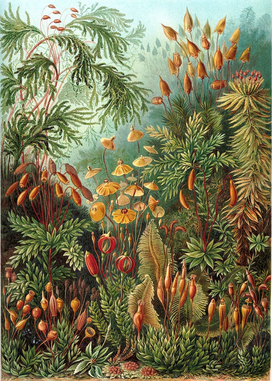 各種植物の絵の具, ムース, eurhynchium, ヘッケルムスチーナ, 美しいくちばしムース, 植物, 自然, 水中, 水, 魚