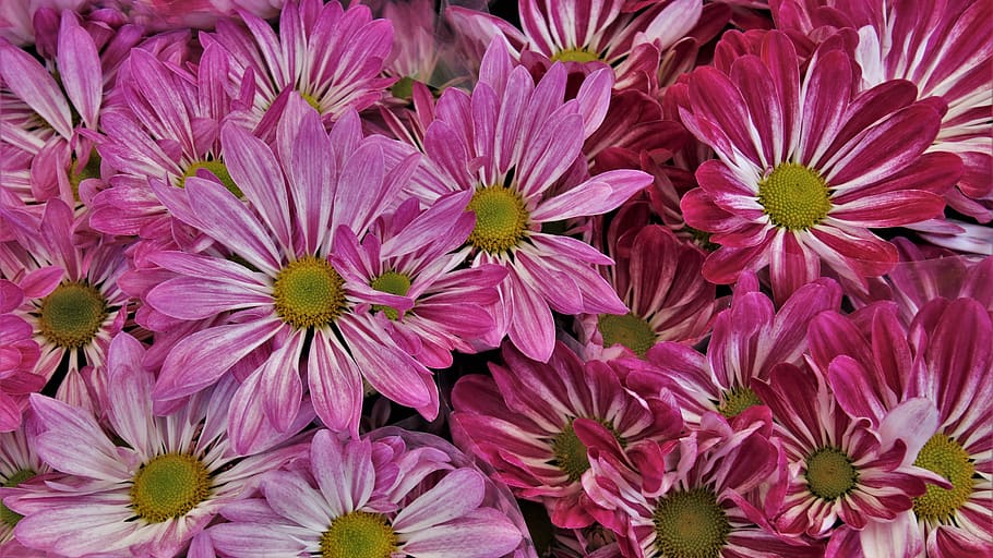 margarita, the petals, bouquet, pink, the smell of, shaded, floral, blooming, closeup, flower