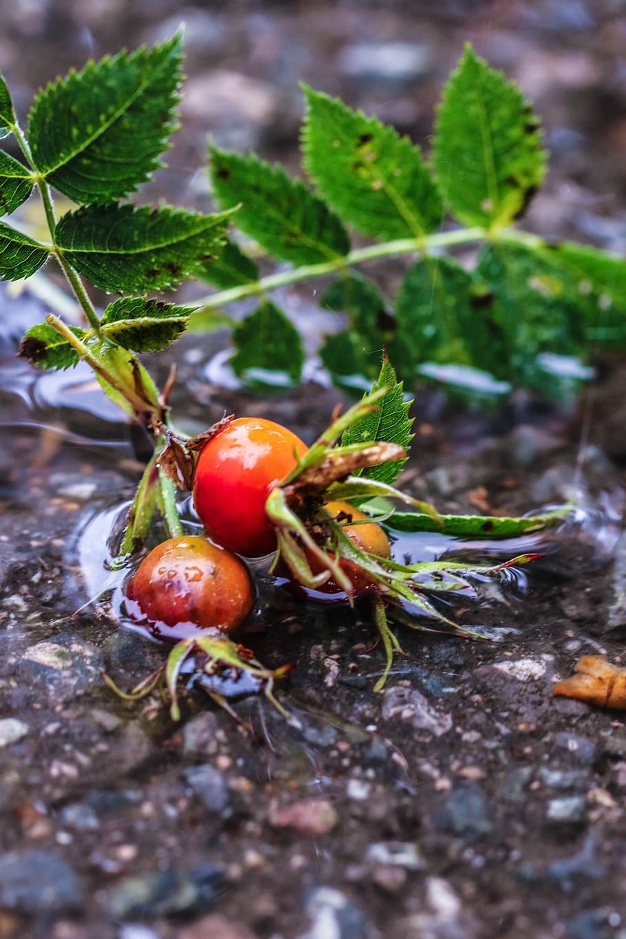 rose-hip, herb, plant, puddle, water, rain, food, food and drink, leaf, plant part