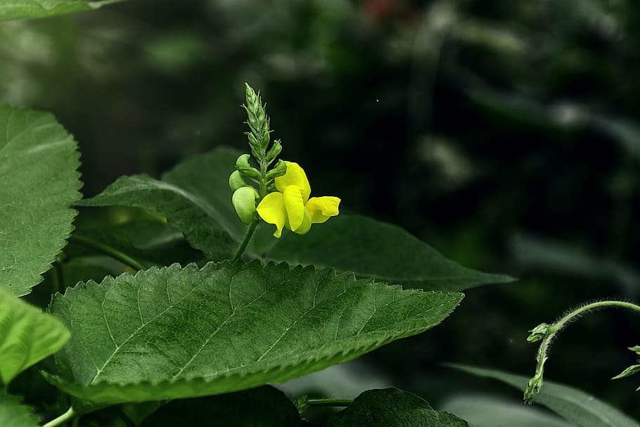 mung bean flower, wild flowers, plant, green, roadside, close-up, flower, leaf, plant part, growth