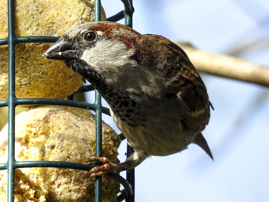 House Sparrow, Sperling, Bird, sparrow, garden bird, songbird, alam, hewan, margasatwa, paruh