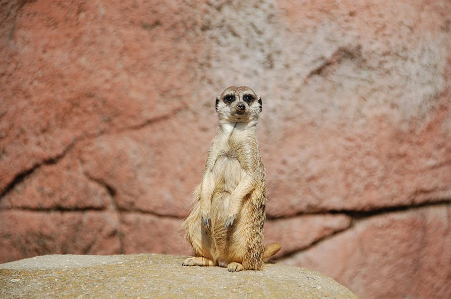 suricata adulto, sentado, arriba, roca, primer plano, fotografía, suricata, áfrica, animal, salvaje
