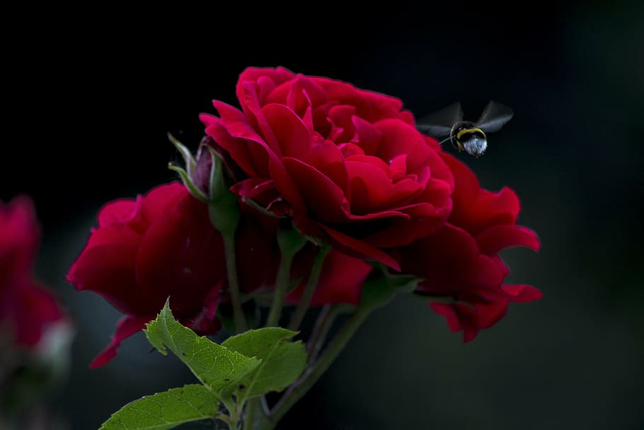 red petaled flower, rose, bee, fly, spray, dark, black background, flower, nature, background