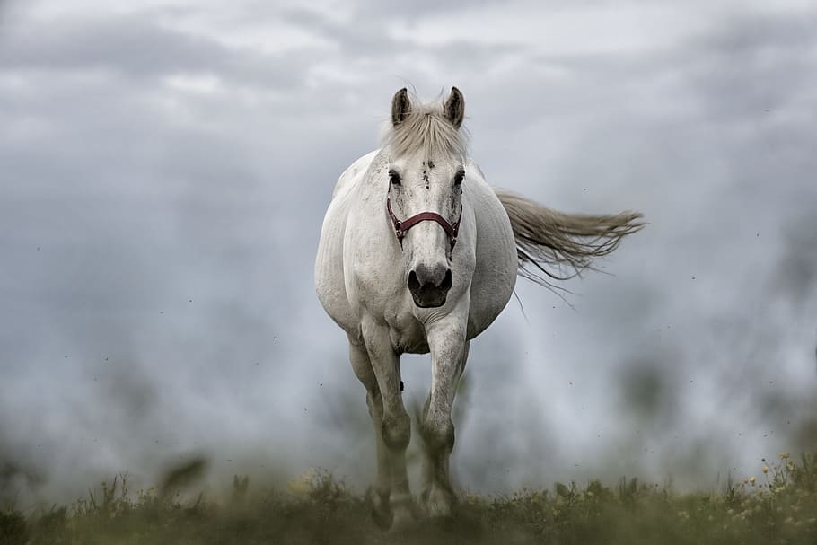 white, horse, grass field, tilt shift photography, white horse, green grass, daytime, horses, animals, nature
