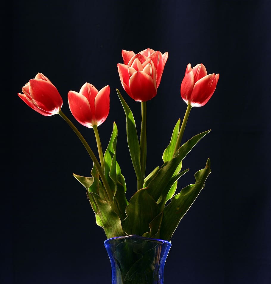 red, rose, flowers, blue, glass vase, tulips, still life, floral, vase, women's day