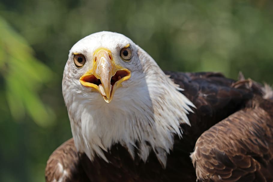 Adler, White Tailed Eagle, Raptor, bird of prey, bald eagle, coat of arms of bird, bird, portrait, bill, close