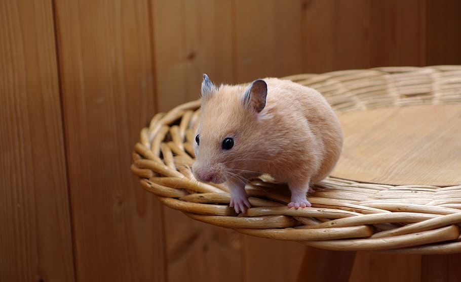brown, mice, table, hamster, golden, animal, wood, nature, wooden, colors