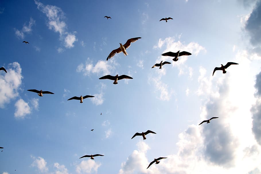 burung camar, penerbangan, burung, sayap, langit, sekelompok binatang, awan - langit, satwa liar hewan, bertulang belakang, tema binatang