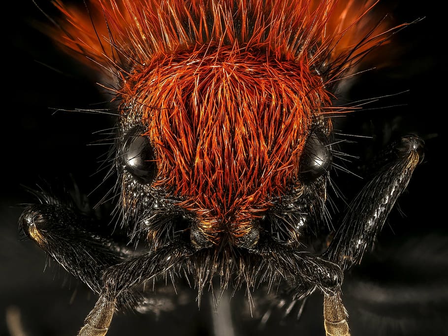 velvet ant, wasp, flightless, insect, macro, overview, head, face, eyes, wildlife