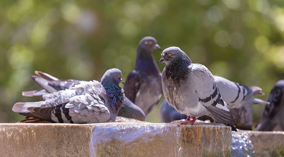dove, pigeon, bird, animal, blur, bokeh, animal wildlife, animals in the wild, vertebrate, group of animals