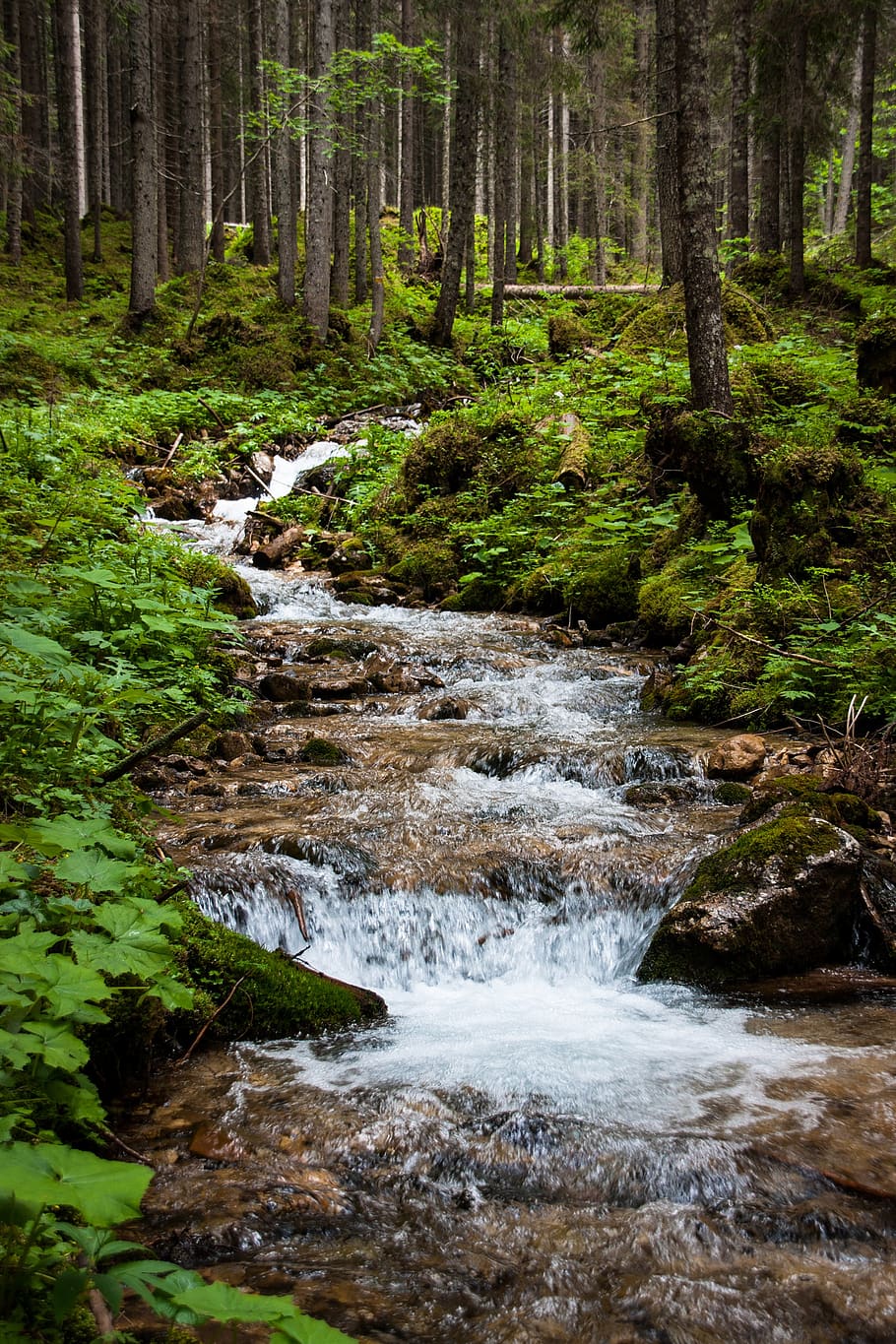bach, watercourse, creek, forest, water, nature, landscape, waters, moss, trees
