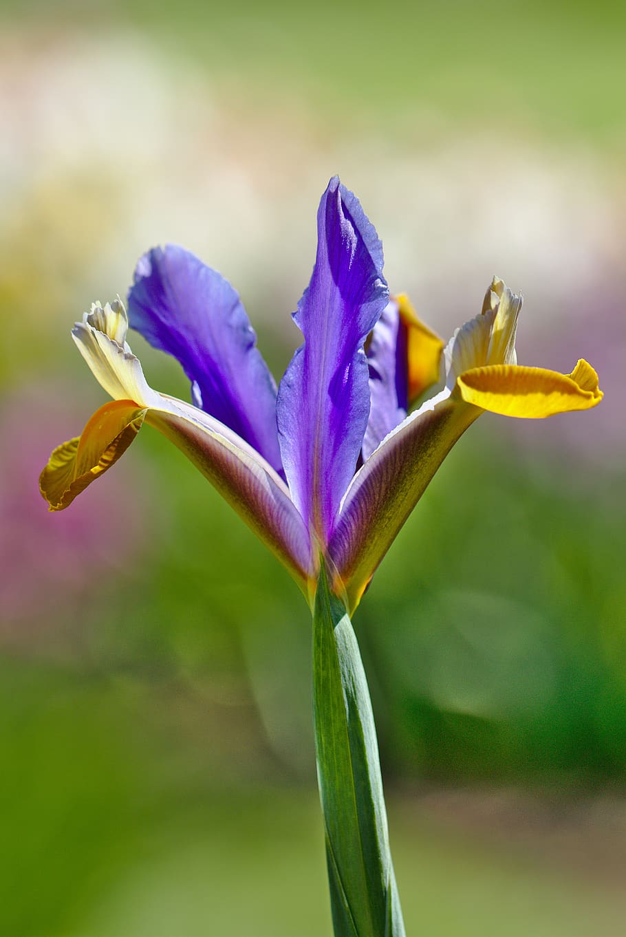 iris, violeta, flor, flor de iris, jardín, planta floreciente, planta,  frescura, pétalo, belleza en la naturaleza | Pxfuel