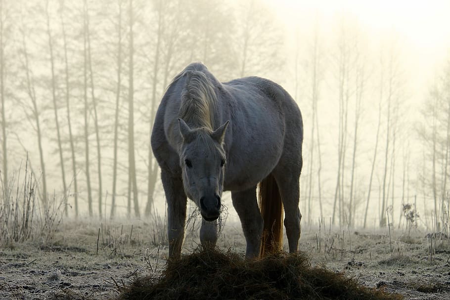 white, woods, Mold, Horse, Fog, Morning, Mist, morning mist, grey, frost