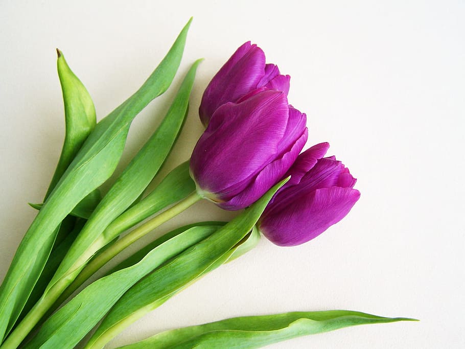 Purple, Tulips, Spring, Flower, Plant, purple tulips, spring flower, nature, bouquet, tulip