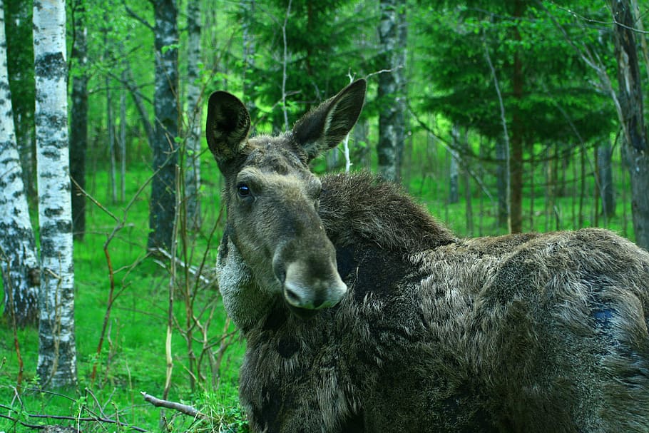sweden, mammal, moose, wild, animal, animal themes, tree, animal wildlife, forest, plant