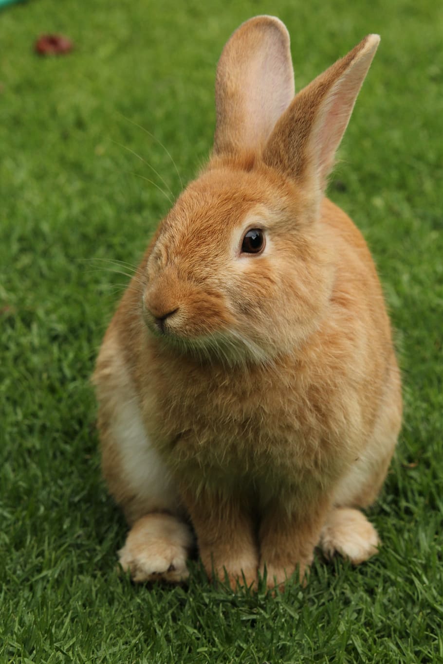 brown, bunny, green, grass, daytime, rabbit, animal, animals, mammals, pet