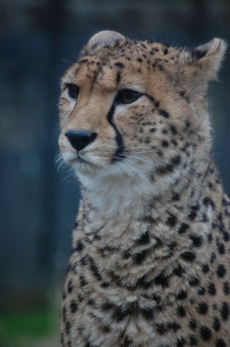 cheetah, big cat, feline, mammal, animal, cat, nature, wildlife, fur, carnivore