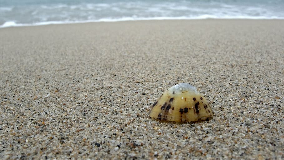 limpet, shell, alone, lonely, single, one, beach, sand, seaside, seashell