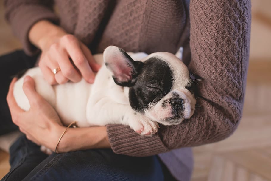 person, holding, white, black, french, bulldog, puppy, animals, dogs, domesticated