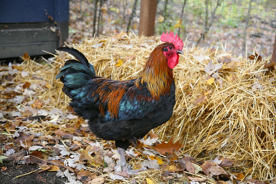 black, brown, rooster, standing, dried, leaves, black and brown, daytime, cock, chicken