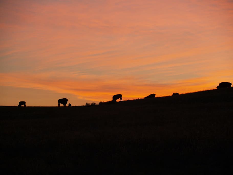 Bison, Buffalo, Sunrise, American, silhouettes, animal, wildlife, nature, sky, colorful
