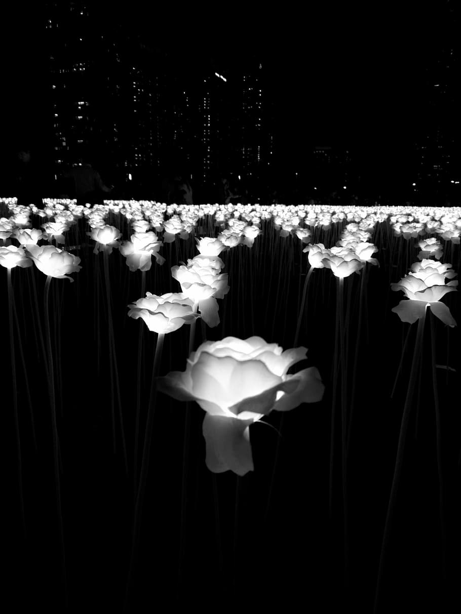 rosa, flores, neón, mapa, lámpara, al aire libre, blanco y negro, color negro, no gente, flor