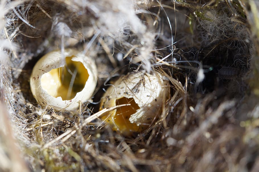 bird eggs, nest robbers, nest, egg, two, elster, scrim, bird's nest, nature, nesting place