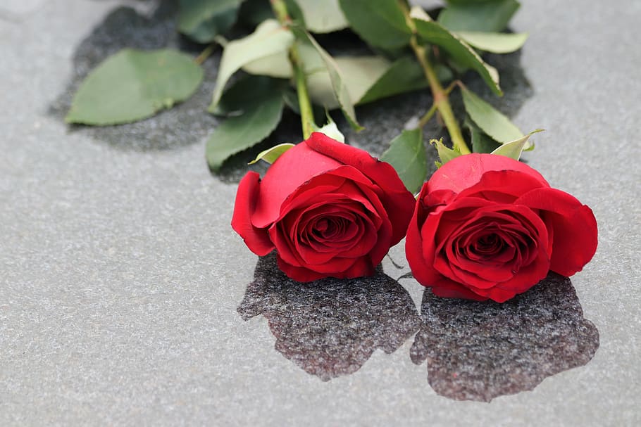 two red roses, love symbol, gravestone, nature, mirogoj cemetery, zagreb, outdoor, rose, rose - flower, flower