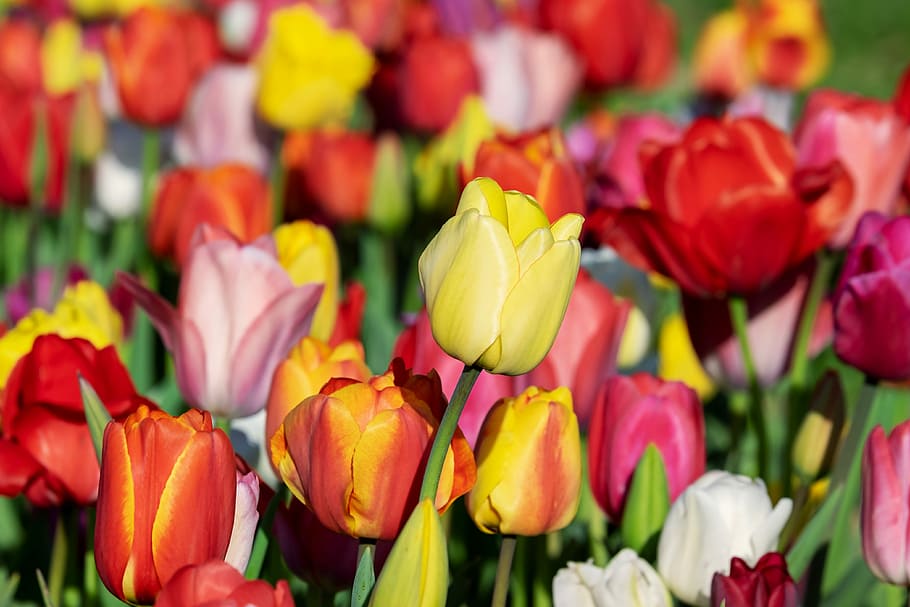 pink, red, yellow, tulip flowers, bloom, daytime, tulip, yellow tumor, tulips, tulpenbluete