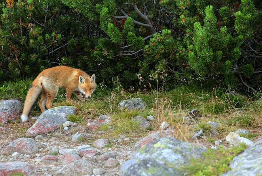 brown fox, fox, animal, predator, slovakia, tatry, mountains, nature, tourism, the slovak tatras