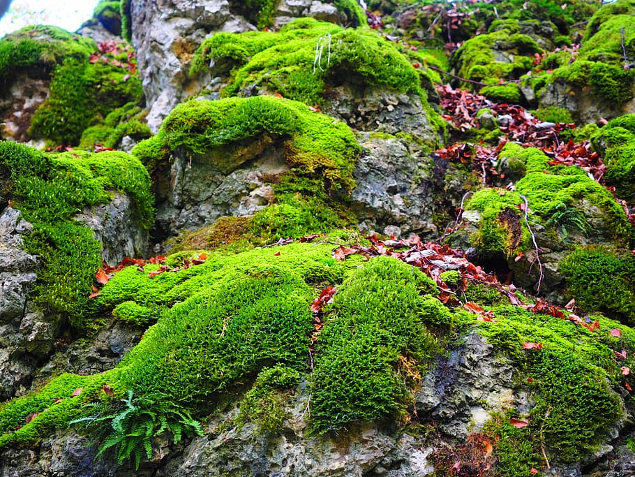 green, mosses, rock formation, daytime, stone, moss, bemoost, overgrown, of course, forest