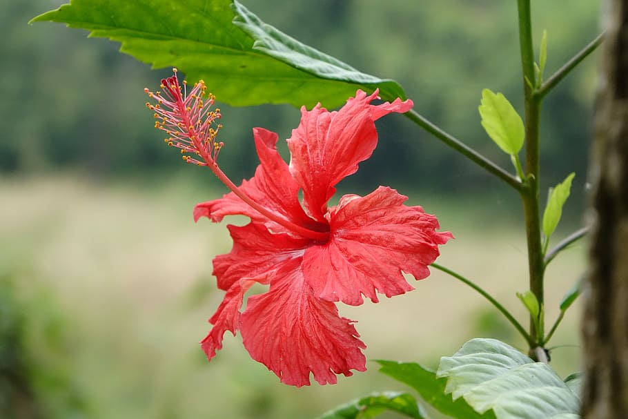 Hibiscus, Fuso, China, Roses, china roses, flower, red, plant, growth, nature