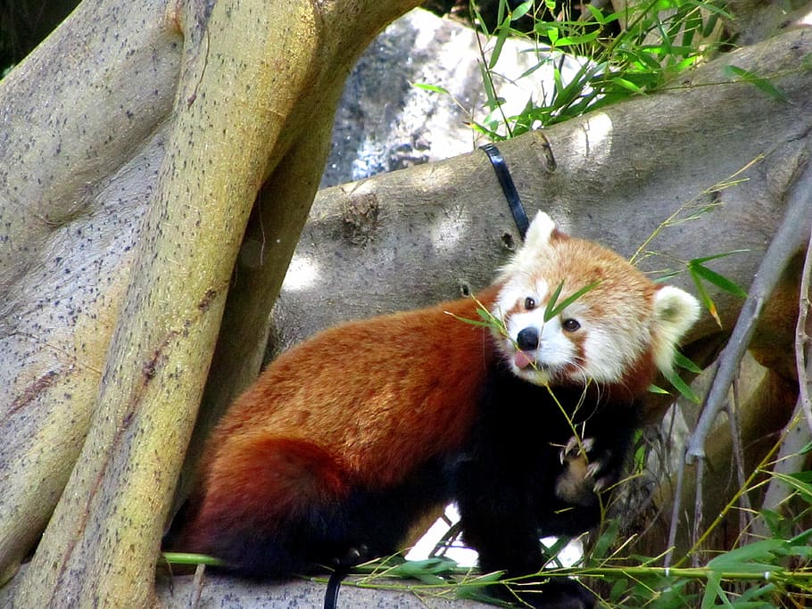 レッサーパンダ 動物園 甘い かわいい 動物の世界 ふわふわ 動物のテーマ 動物 1匹の動物 哺乳類 Pxfuel