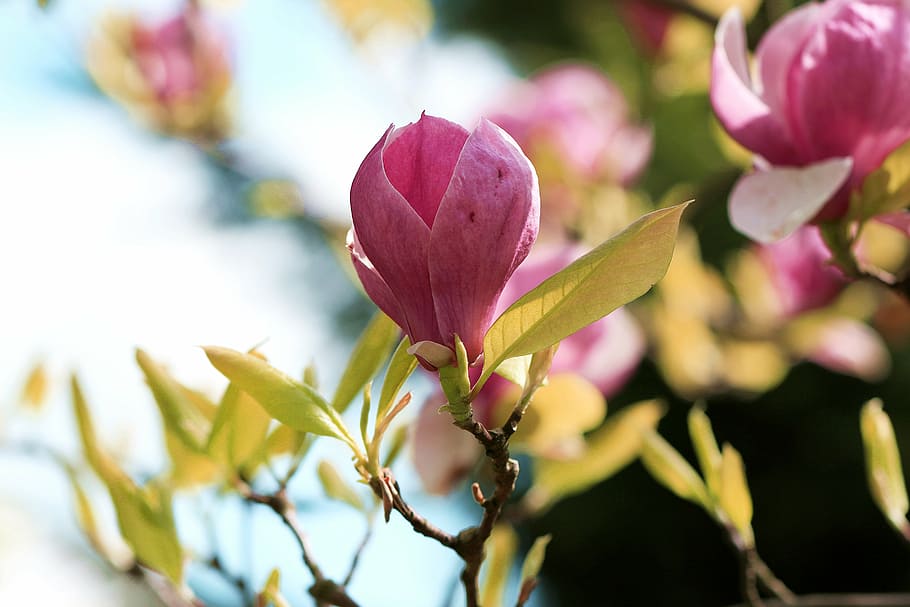 magnolia, bud of magnolia, spring, magnolia branches, flower buds, magnolia flower, buds in bloom, twigs, leaflet, tree benches