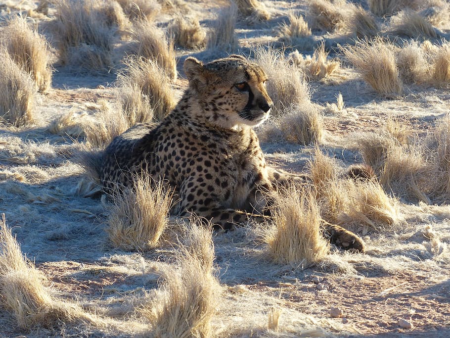cheetah, namibia, safari, africa, big cat, predator, animals in the wild, animal wildlife, animal themes, animal
