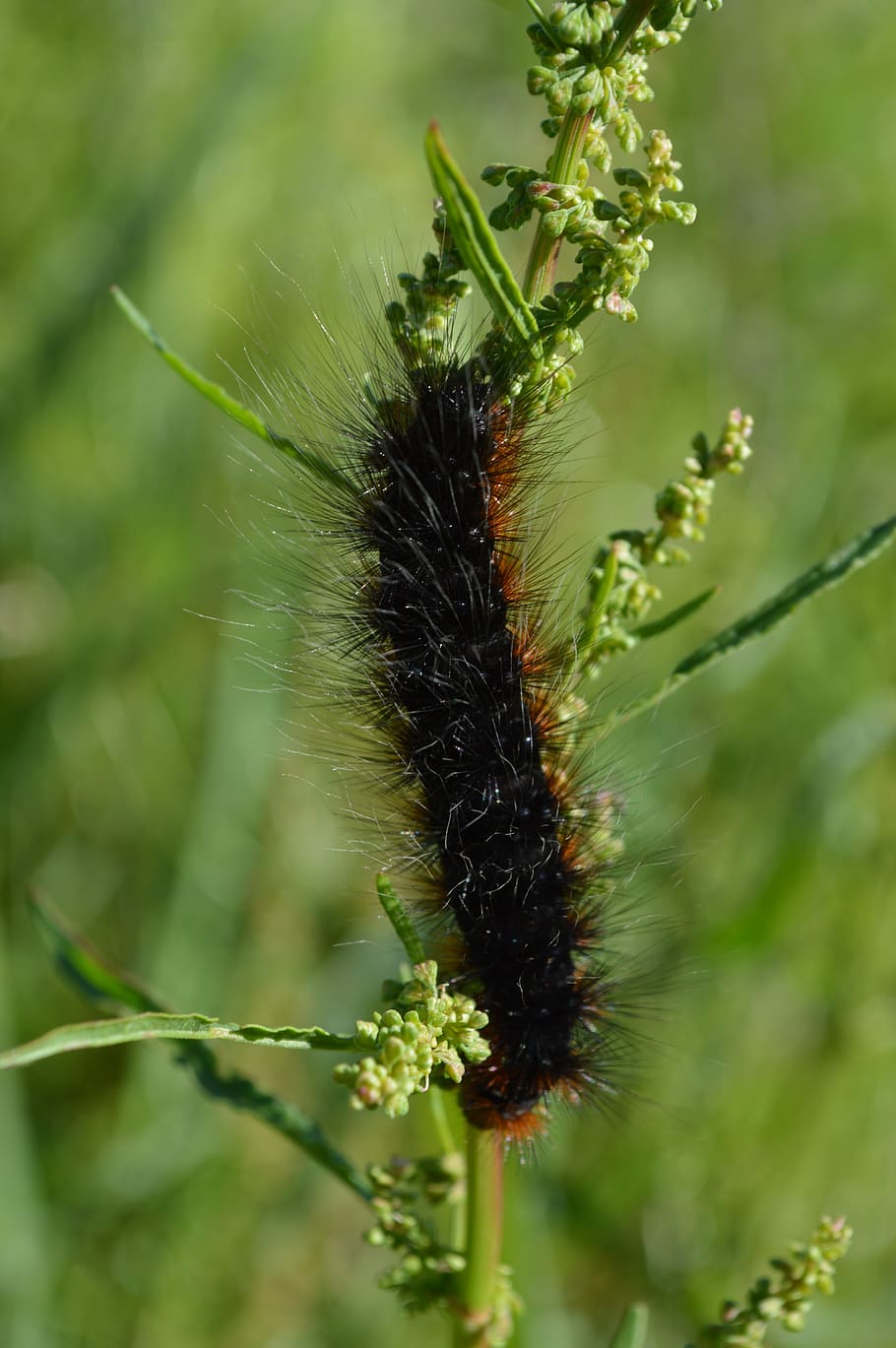 big dipper, caterpillar, butterfly, bug, nature reserve, nature, hairy, fluffy, close up, plant