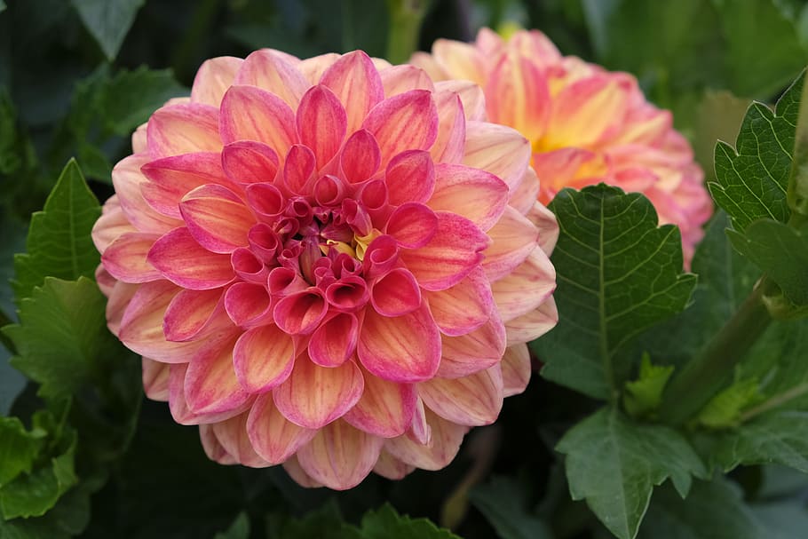 pink-and-yellow dahlia flowers, bloom, closeup, photography, flower, blossom, dahlia, nature, plant, background