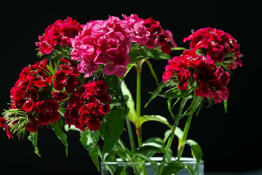 flores vermelhas, doce william, inflorescências, flores, vermelho, rosa, planta ornamental, cravo-da-índia barbatus, cravo, família cravo
